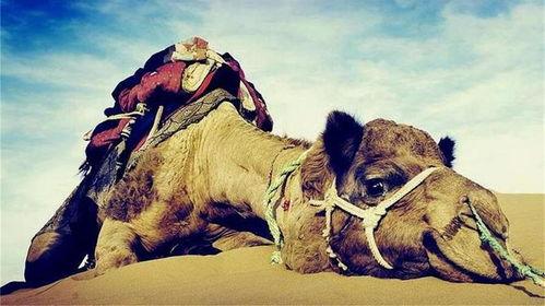 瘦死的骆驼爆料视频,揭秘娱乐圈惊人内幕  第2张